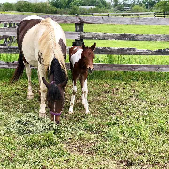 Horse Hope with as-yet unnamed colt